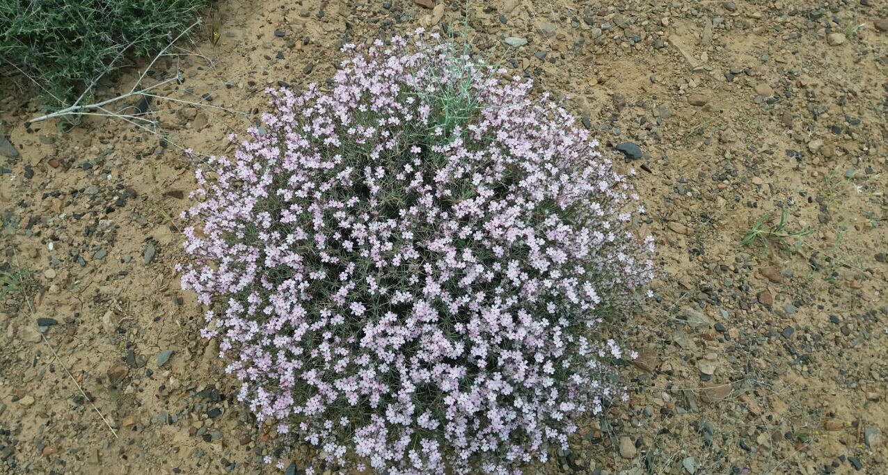 کلاه میرحسن اشکری - معرفی گیاهان بومی ایران